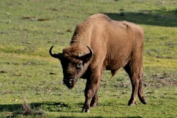 Un artículo científico firmado por especialistas de 25 universidades desaconseja la introducción del bisonte europeo en España