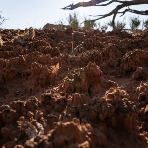 Todo sobre las biocostras: por qué los científicos trabajan para salvar la piel viva de la Tierra