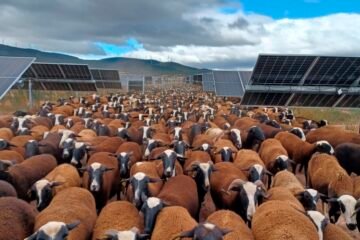 Las CCAA elevan la presión fiscal de las renovables: siete fijan ya tasas a fotovoltaicas y molinos que recaudan 400 veces más de lo que ingresaba el impuesto al sol