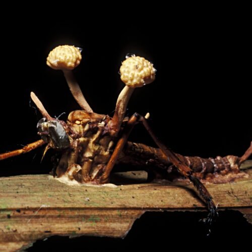 Insectos zombi: la inquietante relación de ‘control mental’ entre bichos y parásitos