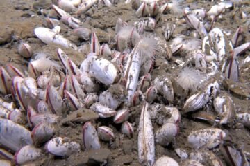 La vida se abre paso a casi 10.000 metros en lo más profundo del mar de Kamchatka
