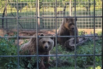 El retiro alemán de los dos osos más longevos en cautividad de España