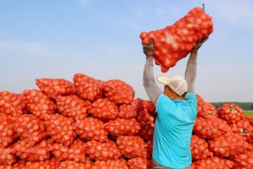 Sorpresa en la familia vegetal: la patata es hija del tomate