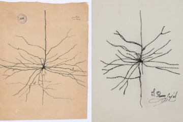 Un estafador vuelve a colar falsificaciones cutres de dibujos de Cajal en una casa de subastas