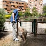 ¿Perros peor adiestrados y más agresivos? El efecto temporal de la pandemia en las mascotas