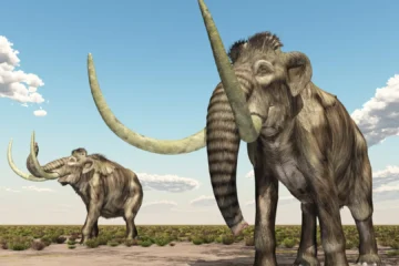 Un mamut de 1,1 millones de años revela el ADN más antiguo de una bacteria en un animal