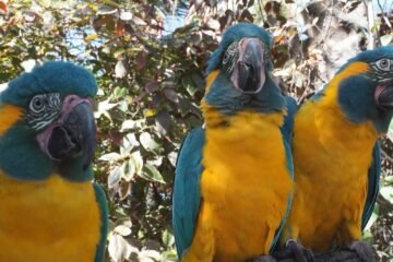 Los loros pueden imitar lo que otros de su especie aprenden, una habilidad solo vista en humanos