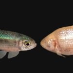 Estos peces de cueva perdieron sus ojos, una y otra vez, y podrían tener la clave para luchar contra la obesidad