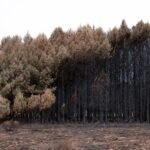 No, la Agenda 2030 no prende fuego al monte