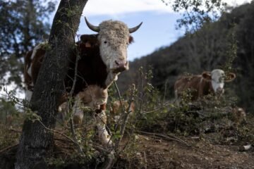 Dermatosis Nodular Contagiosa, el virus que amenaza al ganado en Girona: “La sensación tras el sacrificio de los animales no se puede describir con palabras”