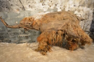 El ARN más antiguo de un mamut, rescatado de una cría que murió acosada por leones de las cavernas hace 40.000 años