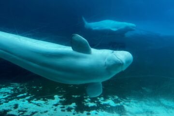Eutanasia masiva o mandarlas a China: el caso de 30 belugas y dos orcas muestra que prohibir la exhibición de cetáceos no basta