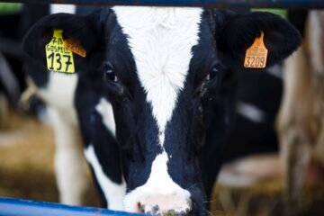 China impondrá cuotas y aranceles adicionales del 55% al vacuno importado desde 2026