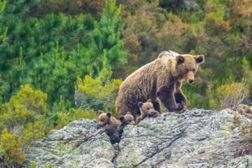 Los osos están cambiando su conducta, su forma y hasta su genética por culpa de las presiones humanas