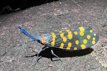 Queda tanta vida por descubrir en este planeta como la ya conocida