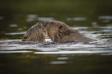 ¿Un beso esquimal? La ciencia explica el contacto nariz con nariz en los mamíferos