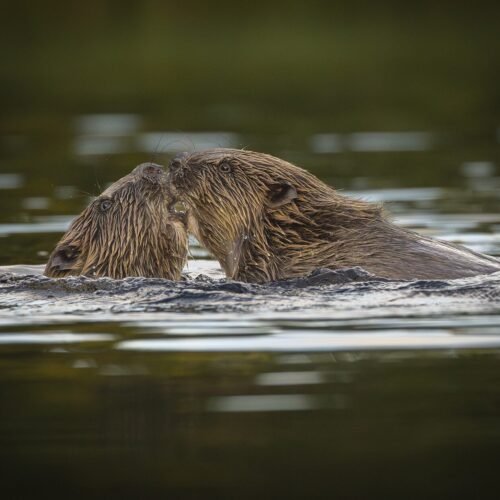 ¿Un beso esquimal? La ciencia explica el contacto nariz con nariz en los mamíferos