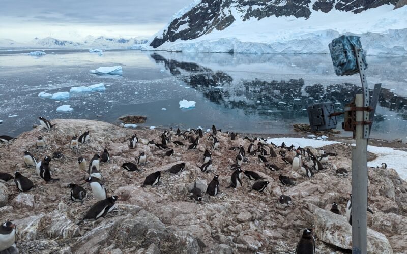 Los pingüinos están adelantando su temporada de cría por el calor