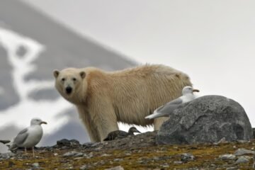Estos osos polares han logrado prosperar en un mundo que se queda sin hielo