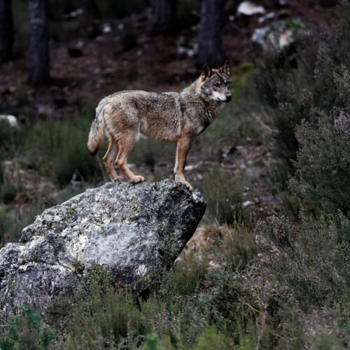 Podemos vivir sin lobos; viviremos peor
