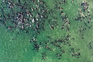 El miedo a las orcas provoca varamientos masivos de delfines en la Patagonia argentina