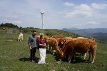 La lucha de dos jóvenes ganaderos contra los lobos y la Administración: «De cada 1.000 ataques se contabilizan 100»