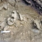 Amud 7, el bebé neandertal que muestra que se desarrollaban más rápido que los humanos modernos