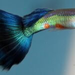 Por qué los raros son más atractivos: lo que los guppies nos enseñan sobre la evolución