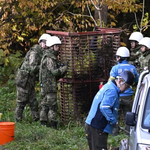 En un escuadrón de montaña en Japón frente a los ataques de osos: el país asiático aprueba cazar en un año 10.000 de estos animales