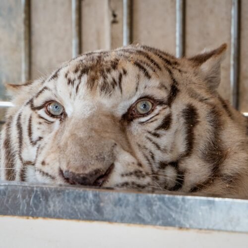 ‘Sona’, el último tigre de circo de Portugal, inicia una nueva vida en un santuario de Alicante