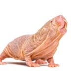 Así llegó ‘Arwen’ a reina de los ratopines: la sucesión al trono del animal más fascinante sin derramar una gota de sangre