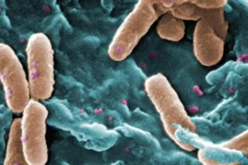 Hallan el punto débil de una de las 15 bacterias más peligrosas para la salud humana