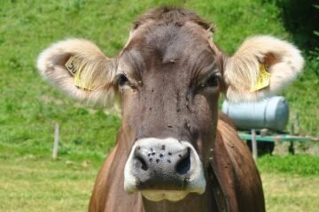 Desde Estados Unidos, que debe castrar 600 millones de moscas po semana para salvar a sus vacas, hasta las tierras raras: ¿son raras de verdad? ¿O solo chinas?