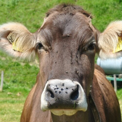 Desde Estados Unidos, que debe castrar 600 millones de moscas po semana para salvar a sus vacas, hasta las tierras raras: ¿son raras de verdad? ¿O solo chinas?