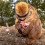 El “parirás con dolor” de las mujeres también lo sufren otras primates