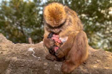 El “parirás con dolor” de las mujeres también lo sufren otras primates