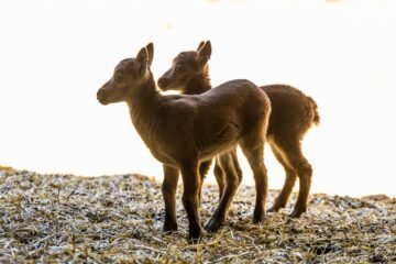 Nacen Riato y Sedello, las primeras cabras salvajes nacidas por fecundación in vitro que pueden salvar a otras especies en extinción