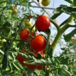 AgroFraudes – La Era Dorada