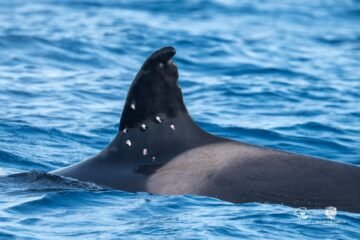 La orca ‘Toñi’, matriarca de las ‘gladis’, fue tiroteada desde un barco con bandera española en aguas portuguesas