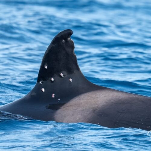 La orca ‘Toñi’, matriarca de las ‘gladis’, fue tiroteada desde un barco con bandera española en aguas portuguesas