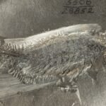 Un fósil de 324 millones de años muestra cómo conquistaron la Tierra los insectos