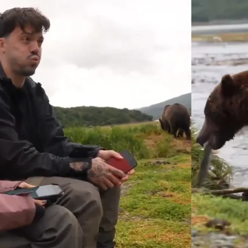 Tensión máxima para un grupo de ‘streamers’ al cruzarse con un oso pardo cazando en pleno directo: «Pensé que era el final»