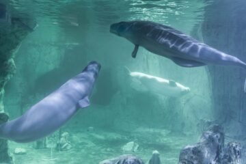 Mueren cinco de los cetáceos trasladados a acuarios desde Canadá, entre ellos una beluga y un delfín en el Oceanogràfic de Valencia