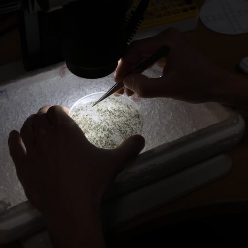 Quinta víctima mortal en Andalucía por el Virus del Nilo